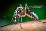 ecological niches of invasive malaria vector under present and projected climatic conditions in South of Iran