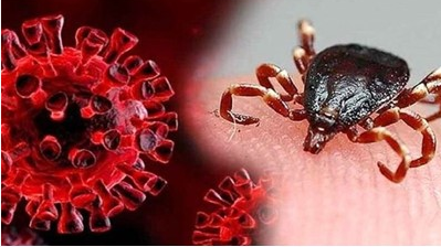 وبینار علمی بیماری تب خونریزی دهنده کریمه کنگو (CCHF)